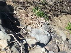 Masticophis lateralis