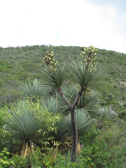 Yucca mixtecana