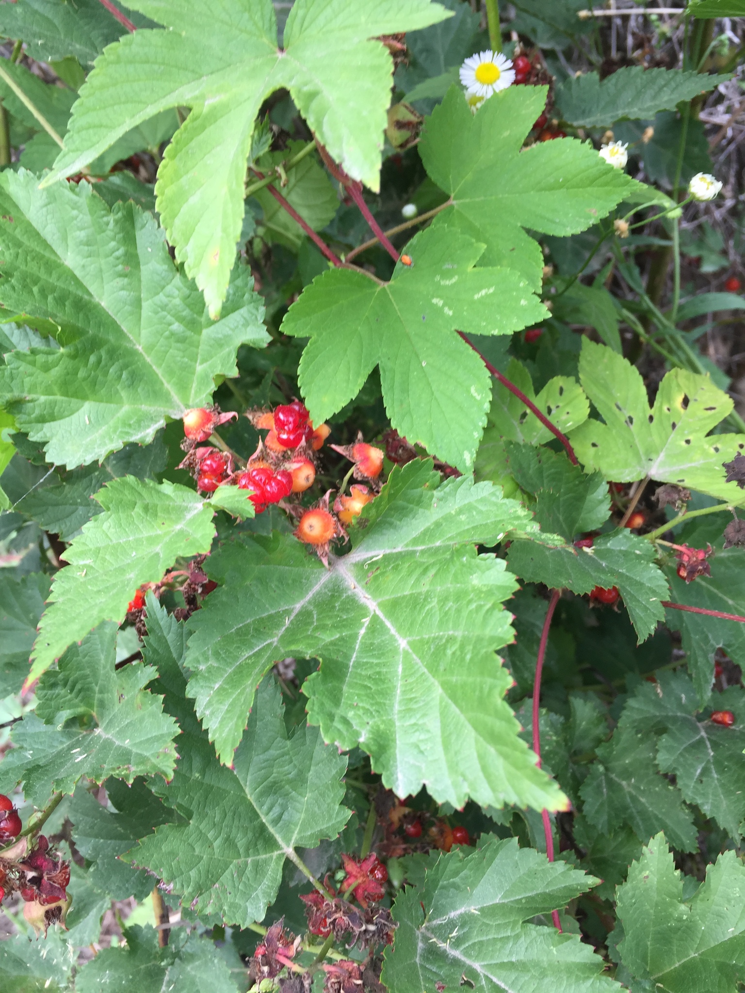 Rubus crataegifolius