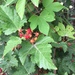 Rubus crataegifolius - Photo (c) Paul B., alguns direitos reservados (CC BY-NC-ND), uploaded by Paul B.