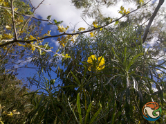 Cascabela thevetioides