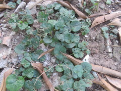 Lycianthes asarifolia