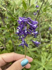 Delphinium barbeyi