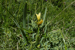 Zephyranthes gilliesiana