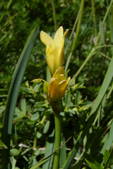 Zephyranthes gilliesiana