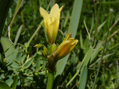 Zephyranthes gilliesiana