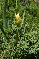 Zephyranthes gilliesiana