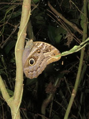 Caligo illioneus