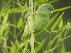 Forpus conspicillatus
