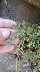 Cryptogramma acrostichoides