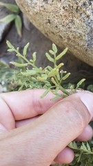 Cryptogramma acrostichoides