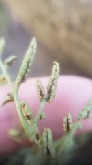 Cryptogramma acrostichoides