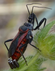Rhynocoris ventralis