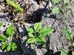 Cyclanthera dissecta