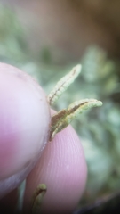 Cryptogramma acrostichoides
