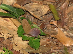 Pierella lamia chalybaea