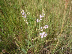 Astragalus sulcatus