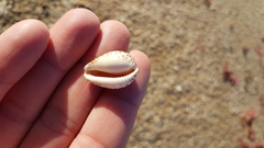 Notocypraea angustata