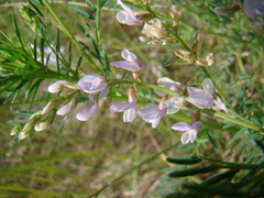 Astragalus sulcatus