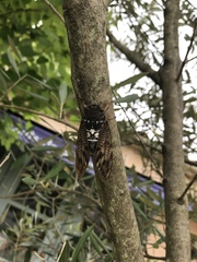 Graptopsaltria nigrofuscata