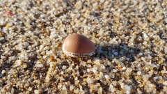 Notocypraea angustata