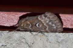 Porela albifinis