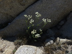Angelica capitellata