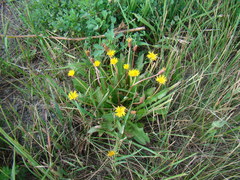 Taraxacum bessarabicum