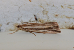 Rhynchopsota delogramma