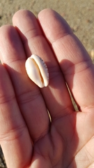 Notocypraea comptonii