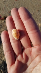 Notocypraea comptonii