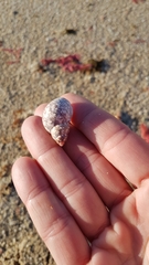 Phasianella ventricosa