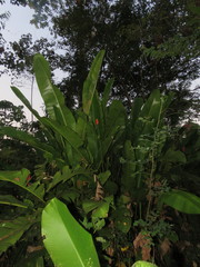 Heliconia episcopalis