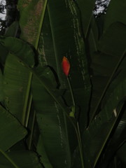 Heliconia episcopalis