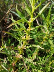 Ludwigia polycarpa