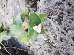 Tradescantia brevifolia