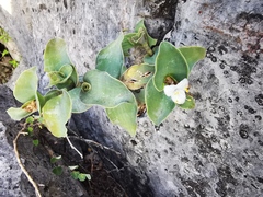 Tradescantia brevifolia