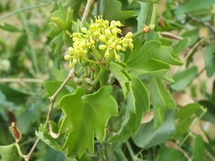 Cissus trifoliata