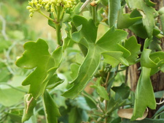 Cissus trifoliata