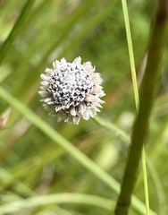 Lachnocaulon