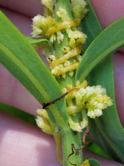 Cuscuta coryli