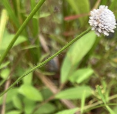 Lachnocaulon