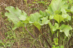 Silphium compositum