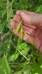 Carex baileyi