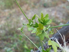 Clematis drummondii