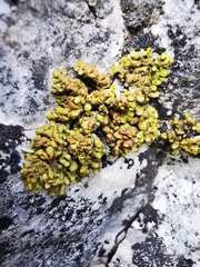 Xanthopsorella texana