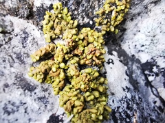 Xanthopsorella texana