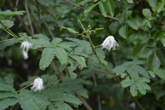 Zapoteca portoricensis