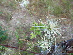Clematis drummondii