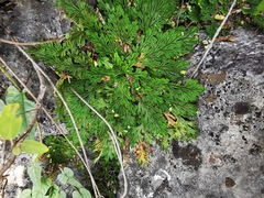 Selaginella novoleonensis